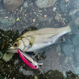 セイゴ（ヒラスズキ）