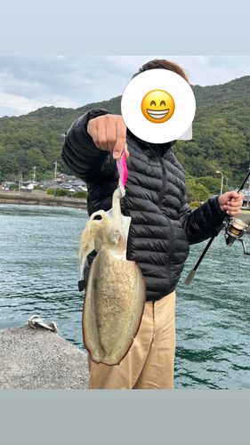 モンゴウイカの釣果
