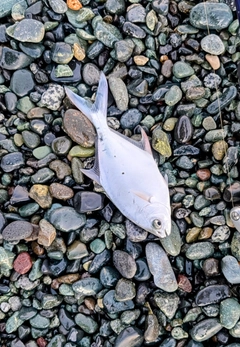 コバンアジの釣果