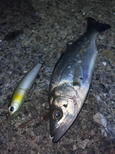 セイゴ（マルスズキ）の釣果