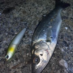 セイゴ（マルスズキ）