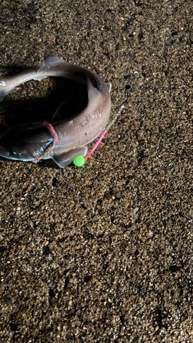 中央埠頭（函館港）