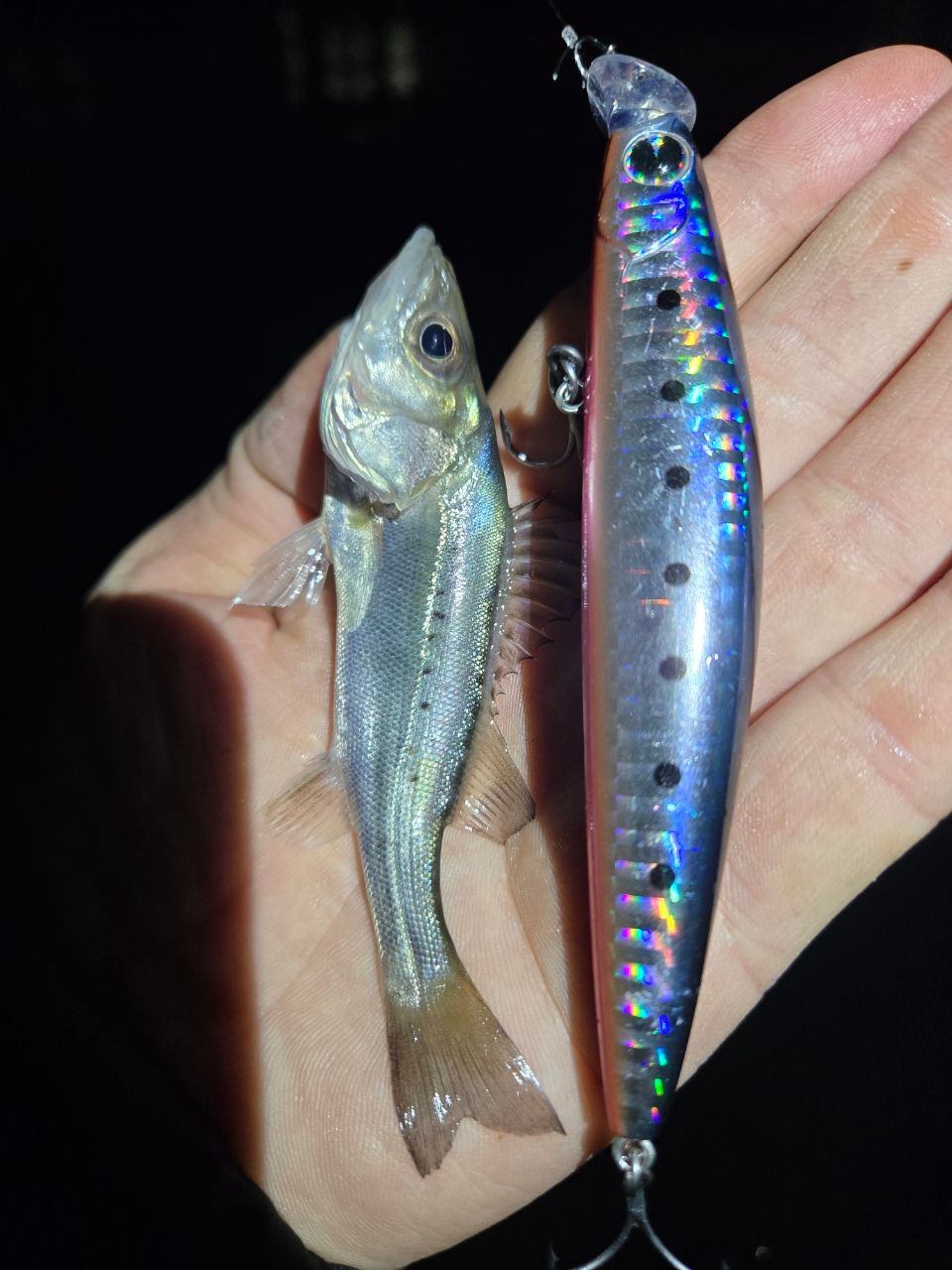 YAMAGA Blanks アーリー・フォーシーバス 93Mの最安値・インプレ・釣果