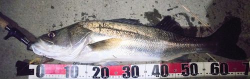 シーバスの釣果