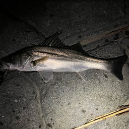 セイゴ（タイリクスズキ）