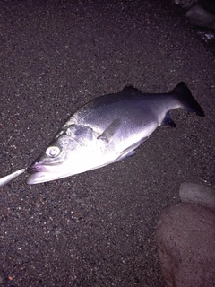 フッコ（ヒラスズキ）の釣果