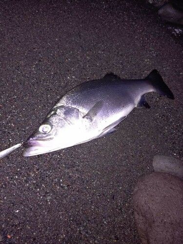 フッコ（ヒラスズキ）の釣果