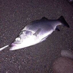 フッコ（ヒラスズキ）