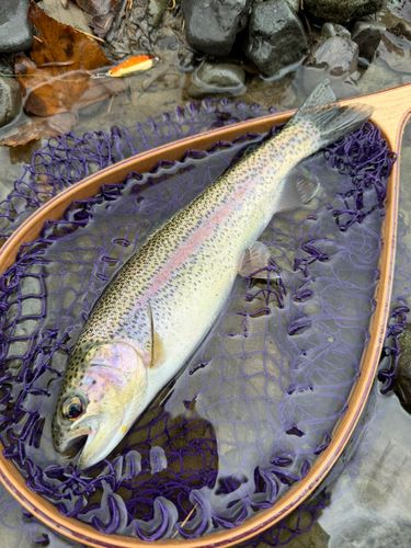 ニジマスの釣果