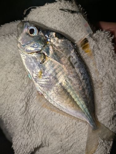 ヒイラギの釣果