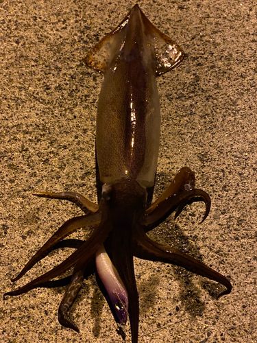 三陸海岸（岩手）