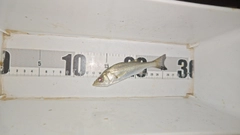 セイゴ（マルスズキ）の釣果