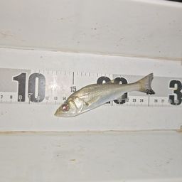 セイゴ（マルスズキ）