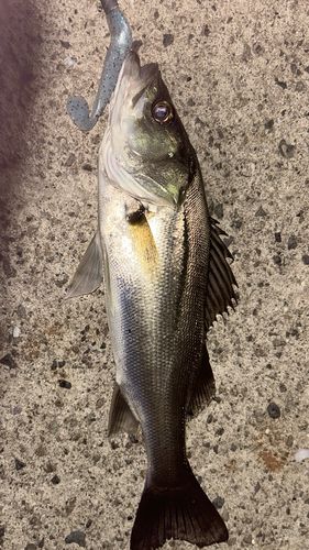 ハネ（マルスズキ）の釣果