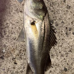 ハネ（マルスズキ）