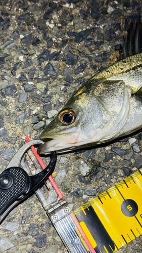 シーバスの釣果