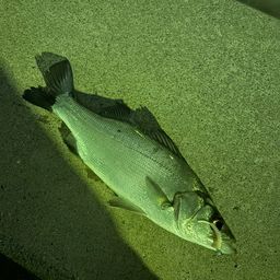 フッコ（マルスズキ）