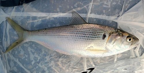 コノシロの釣果