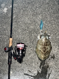 コウイカの釣果