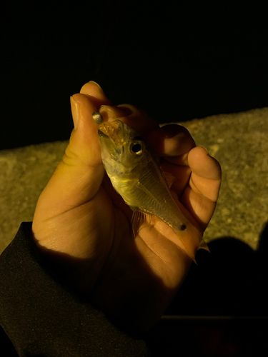 ネンブツダイの釣果