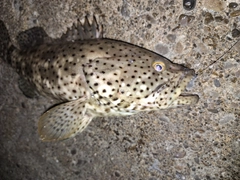 ヤイトハタの釣果