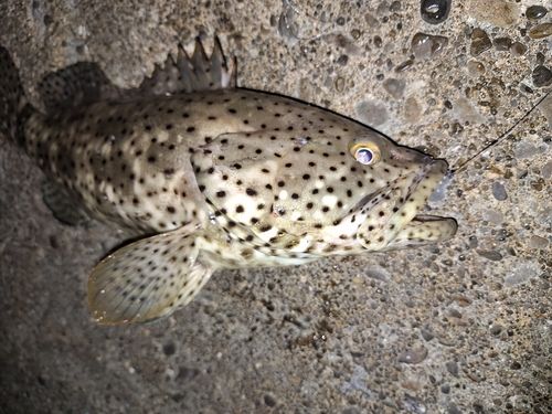 ヤイトハタの釣果