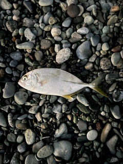 ギンガメアジの釣果