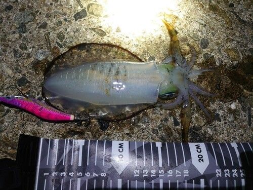 アオリイカの釣果