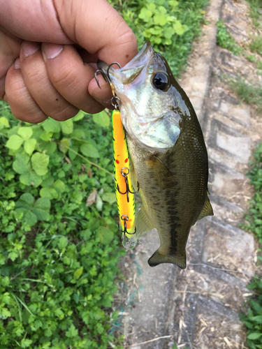 ブラックバスの釣果