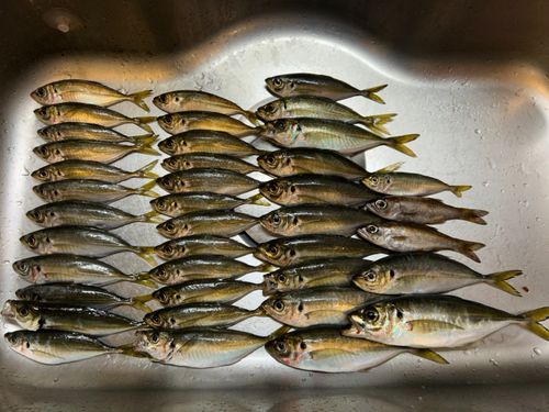 本牧海づり施設