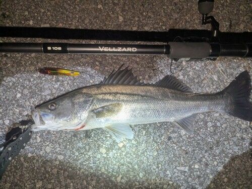 東京湾（アクアライン以北）