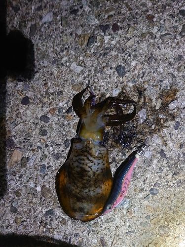 アオリイカの釣果