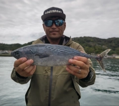 スマガツオの釣果