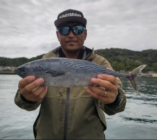 スマガツオの釣果