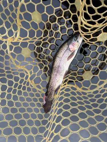 レインボートラウトの釣果