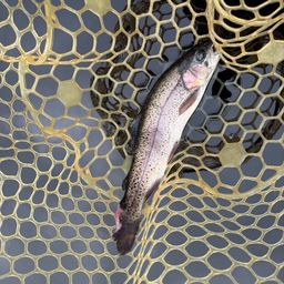 レインボートラウト