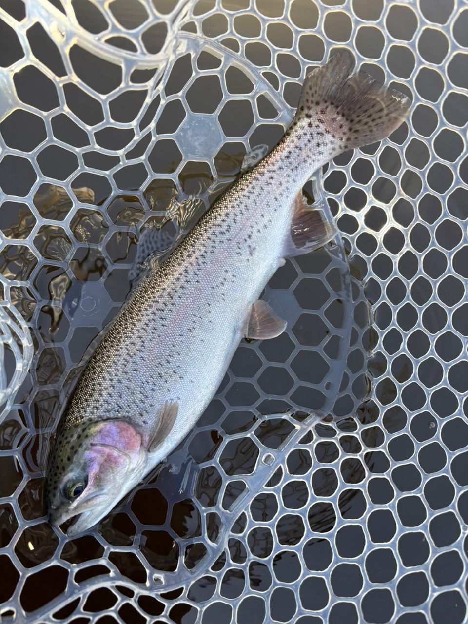 レインボートラウト