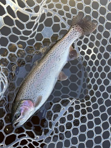 レインボートラウトの釣果