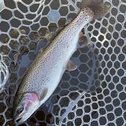 レインボートラウト