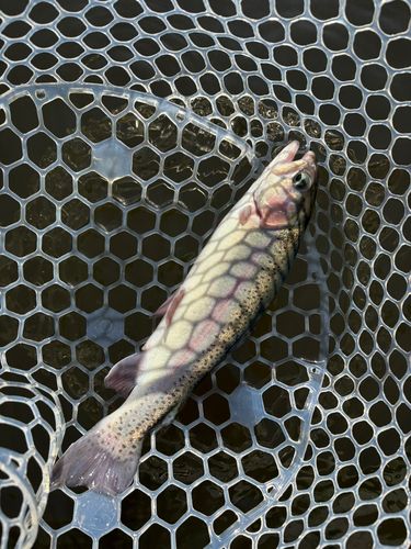 レインボートラウトの釣果