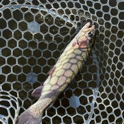 レインボートラウト