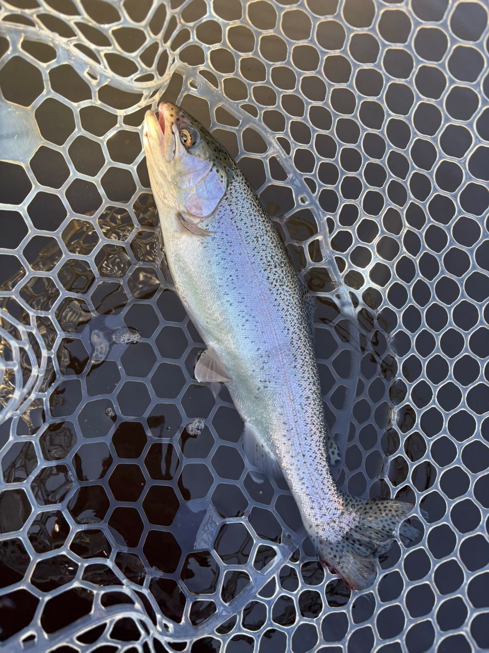 レインボートラウト