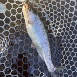 レインボートラウト