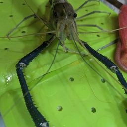 オニテナガエビ