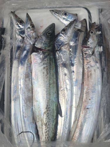 タチウオの釣果