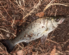 セイゴ（マルスズキ）の釣果