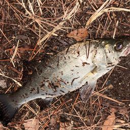 セイゴ（マルスズキ）