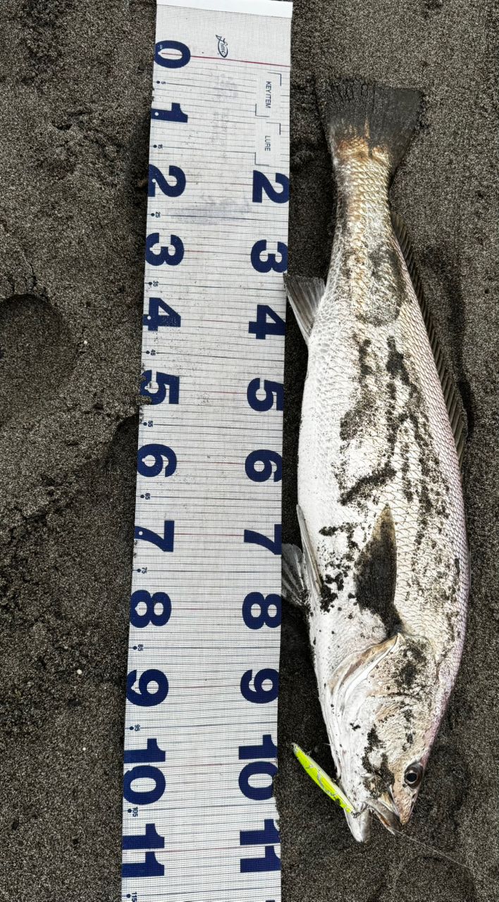 GCRAFT セブンセンスTR モンスターサーフ MSS-1062SS-TRの最安値