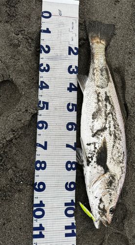 オオニベの釣果