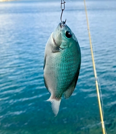 グレの釣果